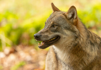 Wolf portrait