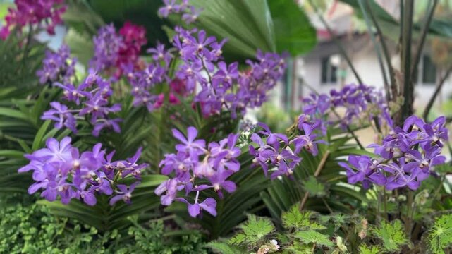 Vanda orchid plant in full bloom with vibrant purple and blue petals, arranged on tall stems against a garden backdrop.
