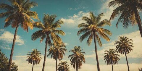 Tropical Palm Trees Silhouetted Against The Sky With Room For Text Ideal For Summer Promotional Material Or Travel Related Content