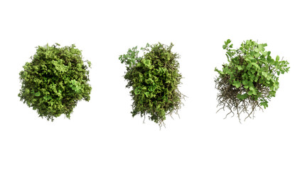 Three lush green plants viewed from above, isolated on a transparent background.  Variations in growth and fullness are visible, PNG