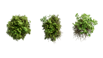 Three lush green plants viewed from above, isolated on a transparent background.  Variations in growth and fullness are visible, PNG