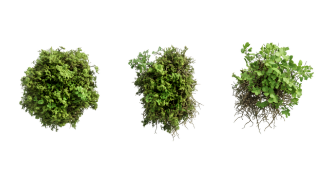 Three lush green plants viewed from above, isolated on a transparent background.  Variations in growth and fullness are visible, PNG