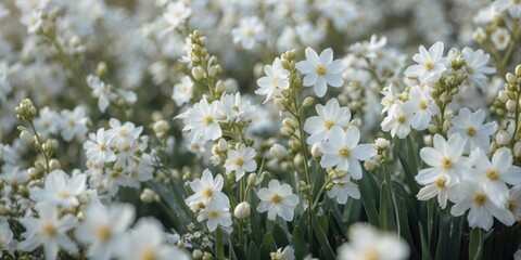 Blooming White Flowers in a Lush Field with Soft Focus and Ample Copy Space for Textual Overlay