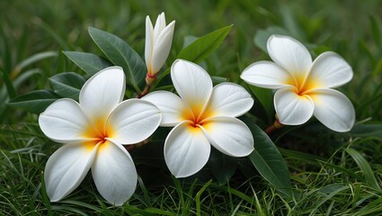 Fototapeta premium Plumeria Flowers with Yellow Accents on Vibrant Green Grass Background
