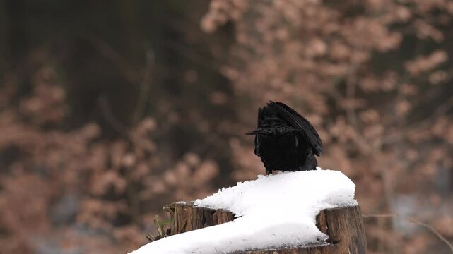Black bird raven sitting on the tree trunk with snow in the forest nature habitat, animal in autumn wood, Finland. Nature wildlife. Corvus corax in the forest, fall habitat with first snow.