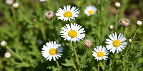 Obraz premium Beautiful Wild Daisy Flowers Blooming in Natural Green Habitat in Springtime