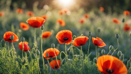 Fototapeta premium Vibrant Wild Red Poppy Flowers Illuminated by Sunshine in a Scenic Field with Room for Text Overlay