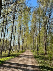 Path in the woods