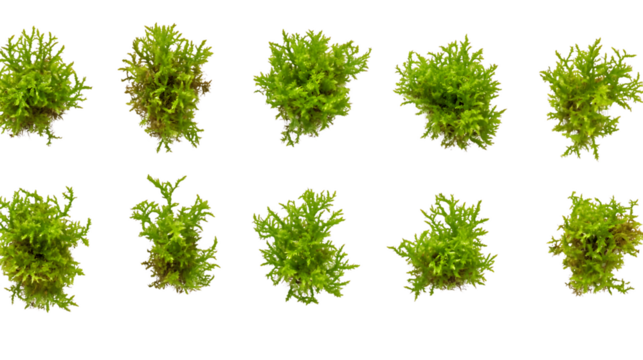 Twelve vibrant green leafy plants, possibly moss or similar vegetation, arranged in a grid pattern against a transparent background. Each plant has a unique shape and texture, PNG