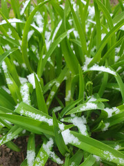 Obraz premium Spring grass covered with snow