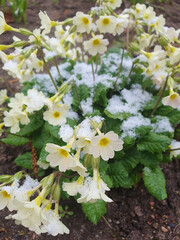 Spring flowers covered with snow