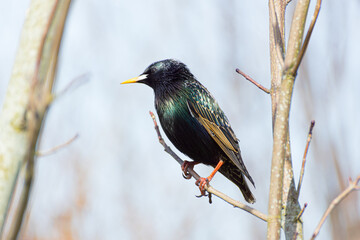 Isolated close-up of a starling male