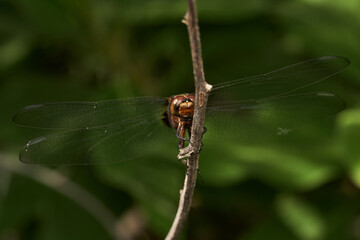 detailed macro capture of dragonfly on stick