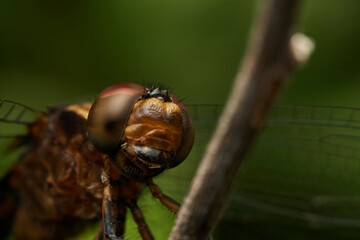 detailed macro capture of dragonfly on stick