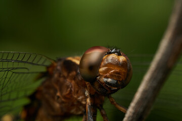macro shot of brown dragonfly compound eyes