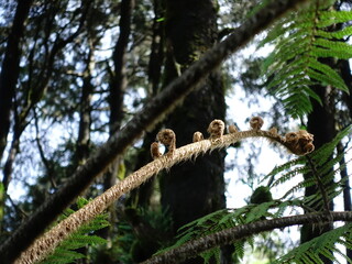 Vegetable fern (Diplazium esculentum) has moss growing on its stem, grows in low temperatures and can be used as an alternative food source.