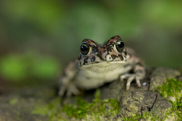 Green Toad