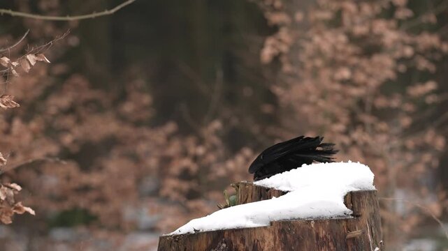 Black bird raven sitting on the tree trunk with snow in the forest nature habitat, animal in autumn wood, Finland. Nature wildlife. Corvus corax in the forest, fall habitat with first snow.