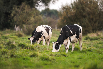 Cows grazing in the meadow. Ecological and sustainable animal husbandry. Cows in a meadow