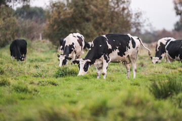 Fototapeta premium Cows grazing in the meadow. Ecological and sustainable animal husbandry. Cows in a meadow