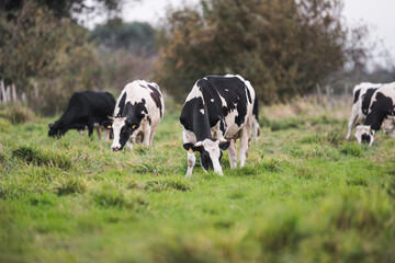 Fototapeta premium Cows grazing in the meadow. Ecological and sustainable animal husbandry. Cows in a meadow