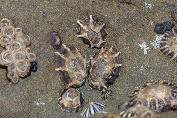 Three Pied Limpets (Patelloida latistrigata)