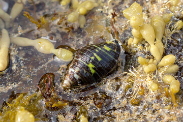 Lineated Cominella (Cominella lineolata)