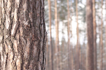 Close-up of a pine tree trunk in a forest in winter. Pine tree during the day, close-up of the bark. Tree for a natural background. Details. Focus on the pine tree trunk with a blurred background