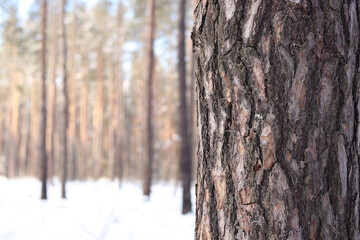 Close-up of a pine tree trunk in a forest in winter. Pine tree during the day, close-up of the bark. Tree for a natural background. Details. Focus on the pine tree trunk with a blurred background