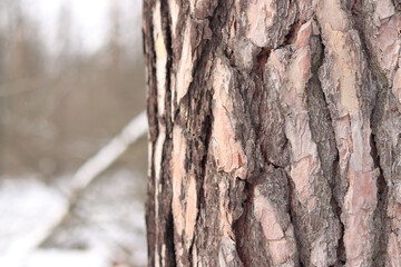 Close-up of a pine tree trunk in a forest in winter. Pine tree during the day, close-up of the bark. Tree for a natural background. Details. Focus on the pine tree trunk with a blurred background