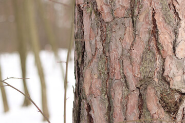 Close-up of a pine tree trunk in a forest in winter. Pine tree during the day, close-up of the bark. Tree for a natural background. Details. Focus on the pine tree trunk with a blurred background