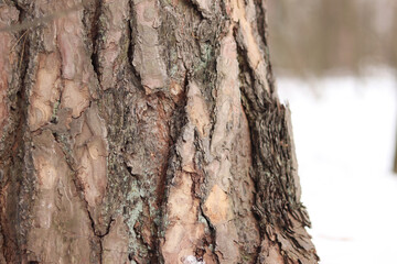 Close-up of a pine tree trunk in a forest in winter. Pine tree during the day, close-up of the bark. Tree for a natural background. Details. Focus on the pine tree trunk with a blurred background