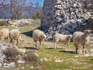 Fototapeta premium Rural landscape. Sheep grazing without a shepherd. Slow rhythm of life in the village.
