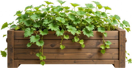 Lush Green Plants in Rustic Wooden Planter Box Spring Gardening Home Decor