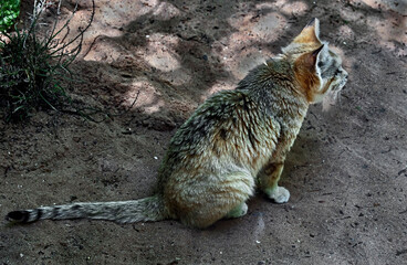 Sand cat also known as the sand dune cat. Latin name - Felis margarita