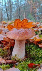 Boletus are very beautiful mushrooms. Mushrooms grow in the forest. Forest mushrooms, green moss, leaves and trees.