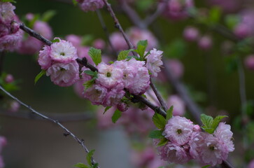 bee on pink flower