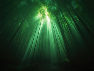 bamboo trees with sunlight streaming through the canopy.