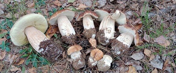 Boletus are very beautiful mushrooms. Mushrooms grow in the forest. Forest mushrooms, green moss, leaves and trees.