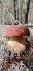 Boletus are very beautiful mushrooms. Mushrooms grow in the forest. Forest mushrooms, green moss, leaves and trees.