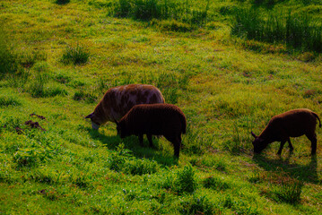 Two sheeps grazing in the field