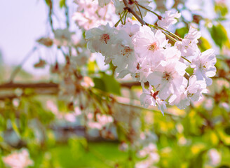 ソメイヨシノ葉桜8