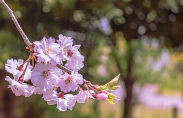 ソメイヨシノ葉桜6
