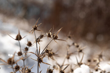 snow covered grass