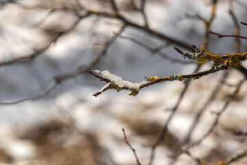 snow covered grass