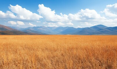 Golden Wheat Field under Blue Sky with White Clouds in Countryside Landscape