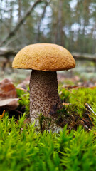 Boletus are very beautiful mushrooms. Mushrooms grow in the forest. Forest mushrooms, green moss, leaves and trees.