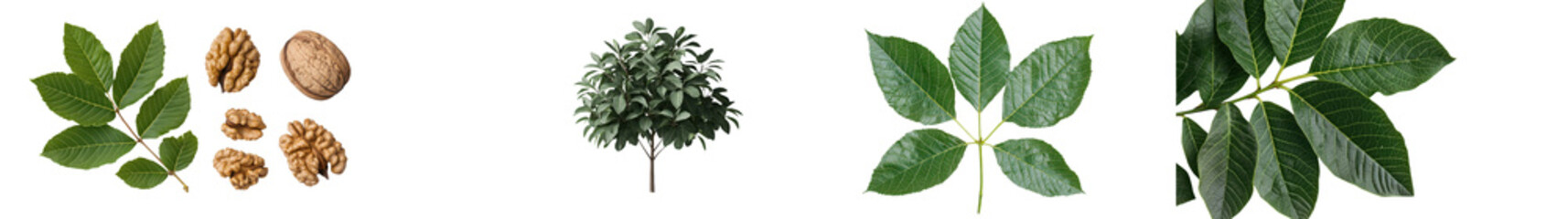 Closeup of various vibrant green leaves and branches against a white background showcasing the beauty and diversity of natural plant life in a peaceful serene environment