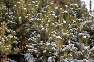 trees in snow
