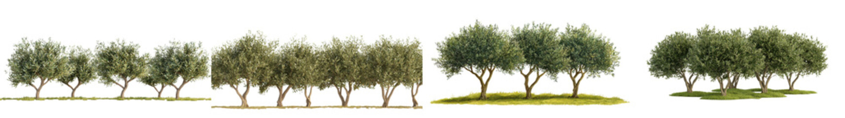 Obraz premium Idyllic Olive Tree Grove in Lush Rural Countryside Landscape with Manicured Orchard and Grassy Field Tranquil Pastoral Scene in Summer or Springtime